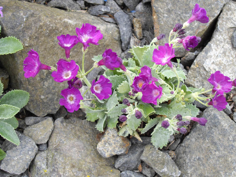 Primula marginata 'Fred Salter' photo